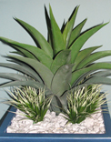 plants
